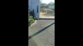 Cheetah tries to hide from zookeeper in Japan