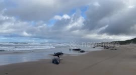 More than 150 whales euthanised after mass stranding on Tasmanian beach
