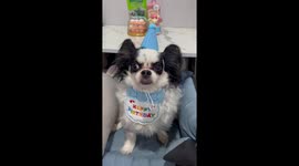 Pennywise dog glares when he is dressed in birthday outfit