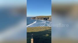 Dozens of seals gather on Cornwall beach cove