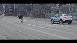 Moose Strolls Through Downtown Anchorage