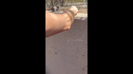 Thirsty Chipmunk Makes Great Lunch Date