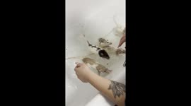 Popcorn Rats Pop Out Of Bathwater