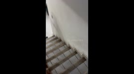 Golden Retriever Hides Mouse In Mouth