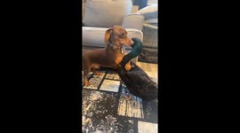 Duck And Dog Best Friends