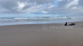 Australia: 157 False Killer Whales Stranded Near Arthur River, Euthanasia Operation Concludes