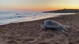 Cyprus: Turtles Race Against Climate Doom Nesting Early to Save Young