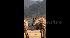 Giraffe chews on unbothered companion's tail leaving Chinese zoo goers bemused