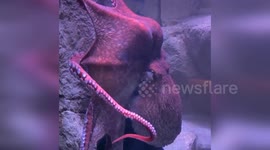 US: Giant Pacific Octopus Flurry Astounds with Unbelievable Powers at Milwaukee Zoo