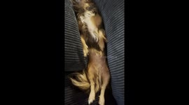 Daschund Naps With Eyes Open