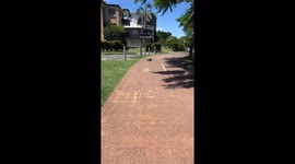 Who Knew Birds Took Cat Naps