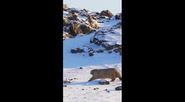 Adorable manul spotted in N China's snowy wilderness