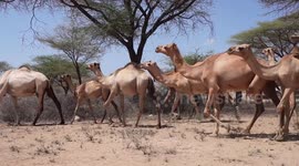 Kenya: International Vets Rush to Save Kenya’s Animals in Crisis