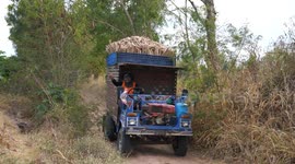 A convoy of cassava farmers on a small dirt track in rural Thailand.