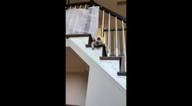 Giving the Cat a Safety Reminder