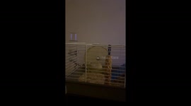 Hamster Fails At Top Speed