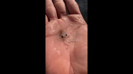Tiny octopus clings to man's hand and appears to wave goodbye before reluctantly returning to ocean