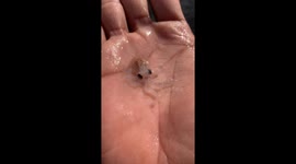 Un pequeño pulpo se encariñó conmigo y no se quería soltar, final se despidió de mi dando vueltitas.