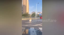Pelican crossing as escaped zoo bird lands on street
