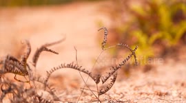 China: Ecological restoration turns desolate township in Fujian into fertile region