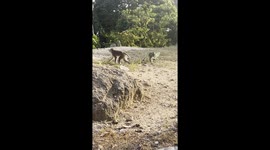 scimmie che rubano oggetti ai turisti