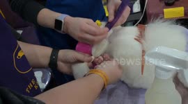 US: 149th Annual Westminster Kennel Club Dog Show Day 2