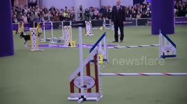 US: 149th Annual Westminster Kennel Club Dog Show
