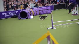 US: 149th Annual Westminster Dog Show