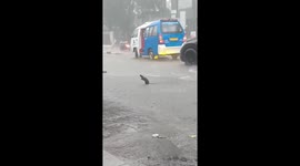 Rat Rejoices In The Pouring Rain