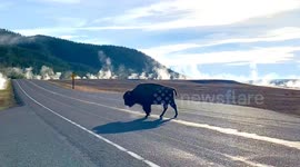 Impatient Driver Creates Close Call for Crossing Bison