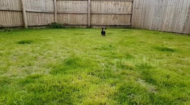 little sausage dog running with ball and very happy about it!