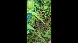 This poor python was hiding in the long grass digesting his meal when he was run over by a ride on mower