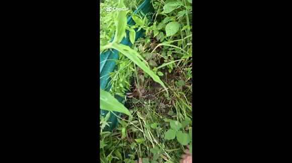 This poor python was hiding in the long grass digesting his meal when ...