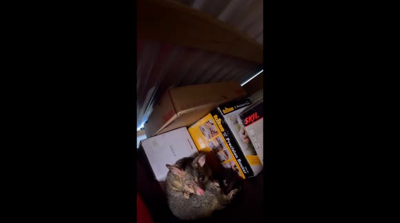 A possum suffering from a nasty eye infection is rescued for treatment and found to be carrying a tiny Joey