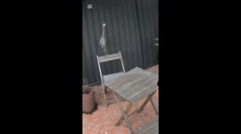 This White Faced Heron had a leg injury and had been hanging around in the garden of this home for days