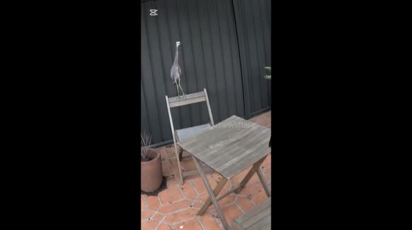 This White Faced Heron had a leg injury and had been hanging around in the garden of this home for days