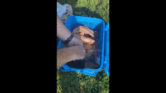A Brushtail Possum was hit and killed by a vehicle but the animal had a young Joey in the pouch that was viable