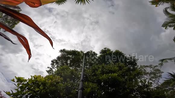 A Black Flying Fox had been alone in a tree for a few days, a sure sign the animal needed help
