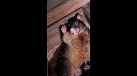 This Short Eared Brushtail Possum was in the henhouse for a few days and there was concern for his welfare