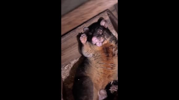 This Short Eared Brushtail Possum was in the henhouse for a few days and there was concern for his welfare