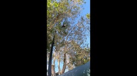 This young Magpie had been hanging upside down in a tree for hours, entangled in fishing line