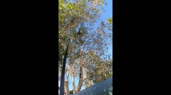 This young Magpie had been hanging upside down in a tree for hours, entangled in fishing line