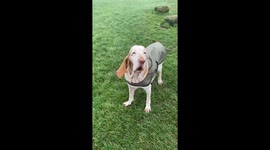 Dog's ears and face blown by strong wind in Bristol, England, UK