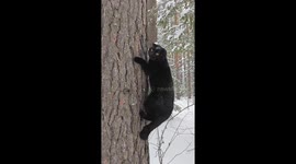 Cat enjoys snowy adventure and climbs trees in Ural, Russia