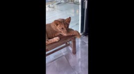 Lion cub playfully attacked a woman in Phuket, Thailand