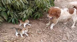 Small kittens stand their ground against barking dog in Guangzhou, China
