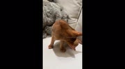 temp