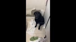 Dog has lid stuck on its head after making a mess in Busan