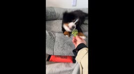 Dog in Denver barks at broccoli shown by owner