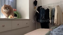 Cat falls while chasing red light dot in Anhui, China